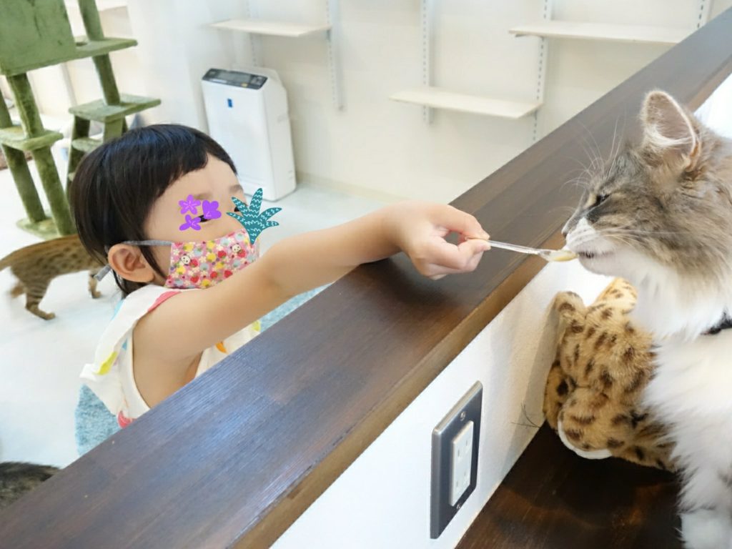 猫カフェが高岡市北島にオープン！【もふもふかん】で癒されてきた！