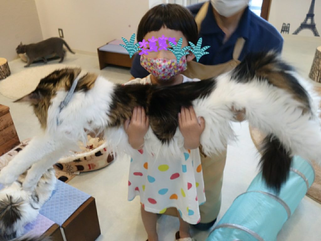 猫カフェが高岡市北島にオープン！【もふもふかん】で癒されてきた！