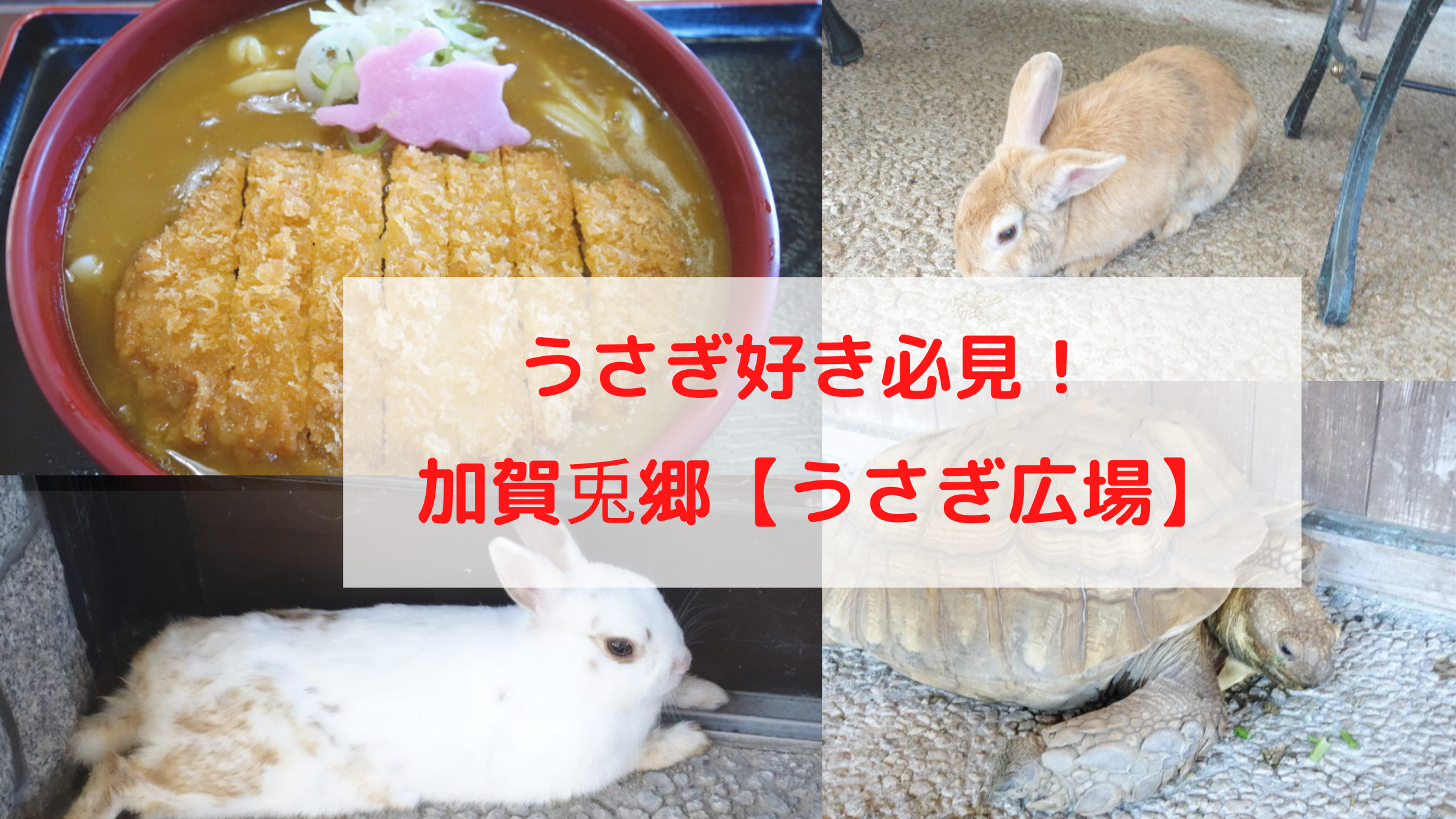 【月うさぎの里 加賀兎郷】でランチを食べてウサギと触れ合おう！(口コミブログ)