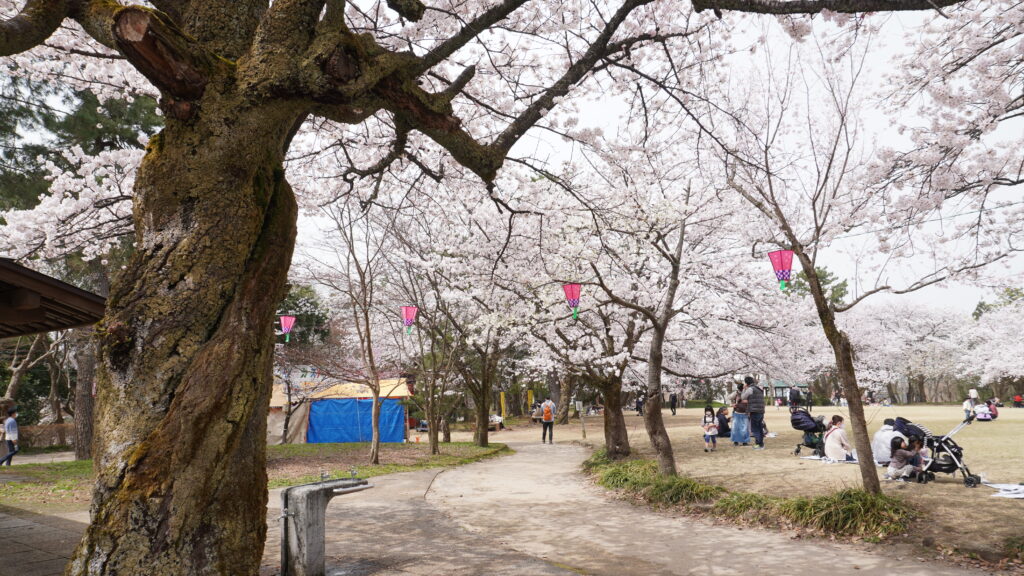 【 桜満開！ 】古城公園がめちゃくちゃ美しい事に！出店もたくさんで超楽しい！