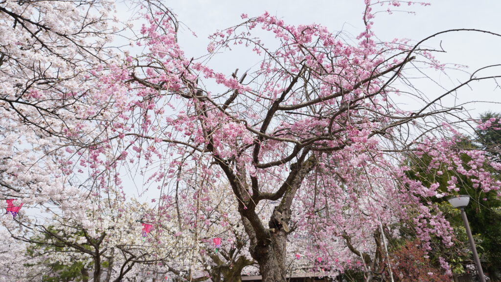 【 桜満開！ 】古城公園がめちゃくちゃ美しい事に！出店もたくさんで超楽しい！