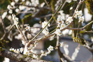 射水神社まで娘とお散歩！お守りやおみくじが素敵すぎ☆（高岡古城公園内にあるよ！）